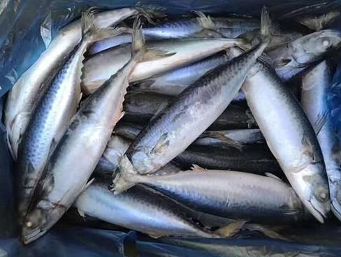 鲅魚(yú)